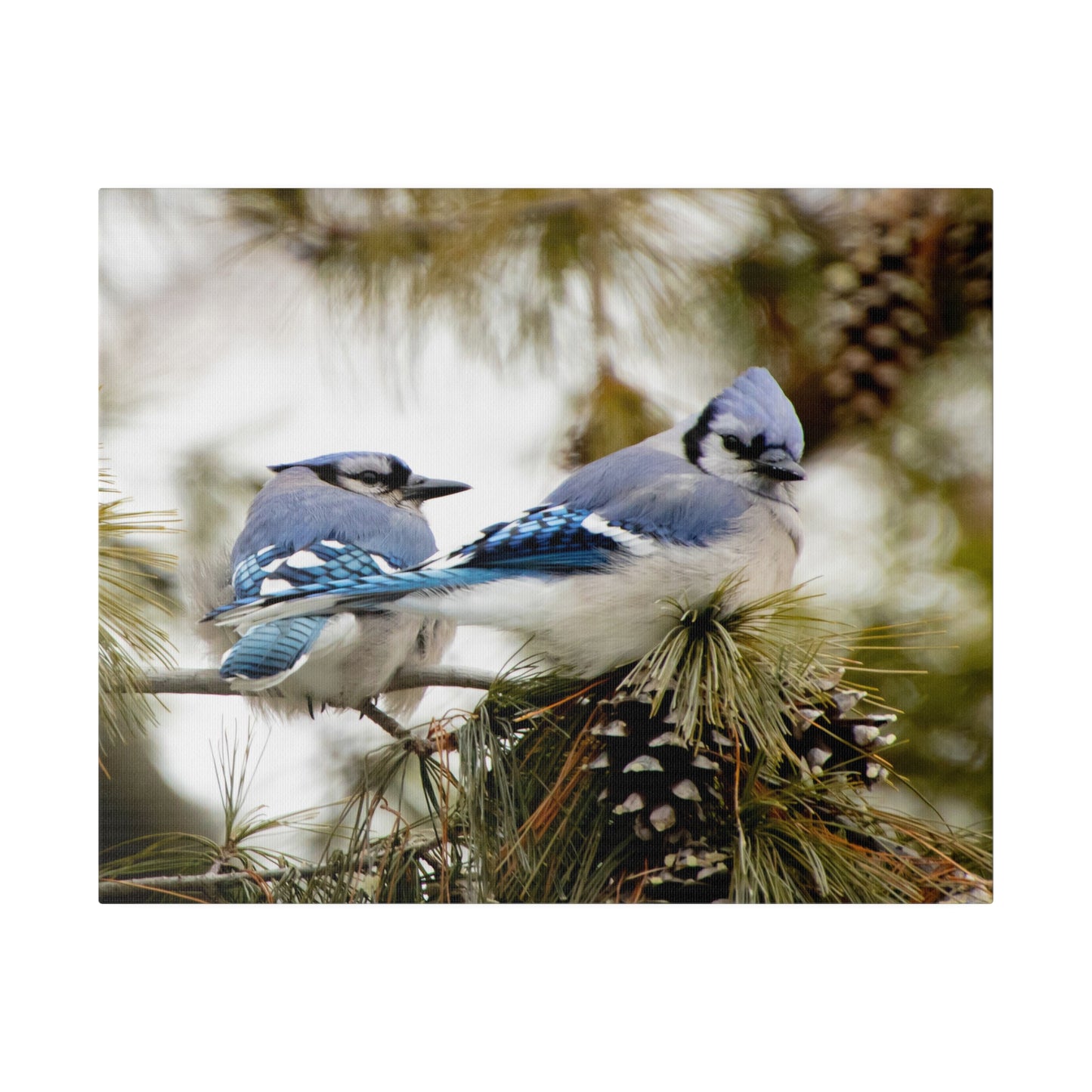 Loyal Companions: Blue Jay Couple on Canvas various sizes