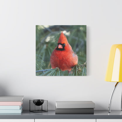 Crimson Perch on  Premium Matte Canvas