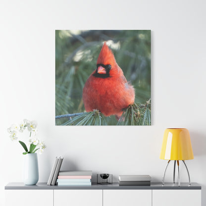 Crimson Perch on  Premium Matte Canvas