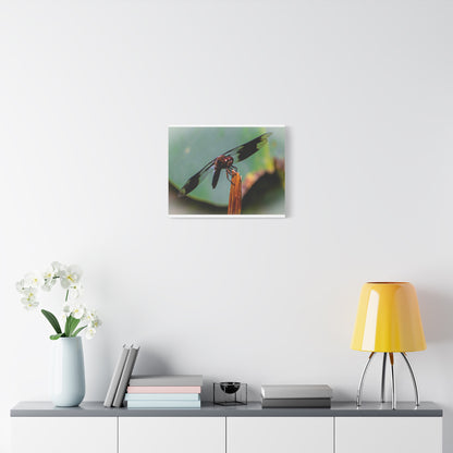 Dragonfly Canvas Art: Nature's Delicate Beauty