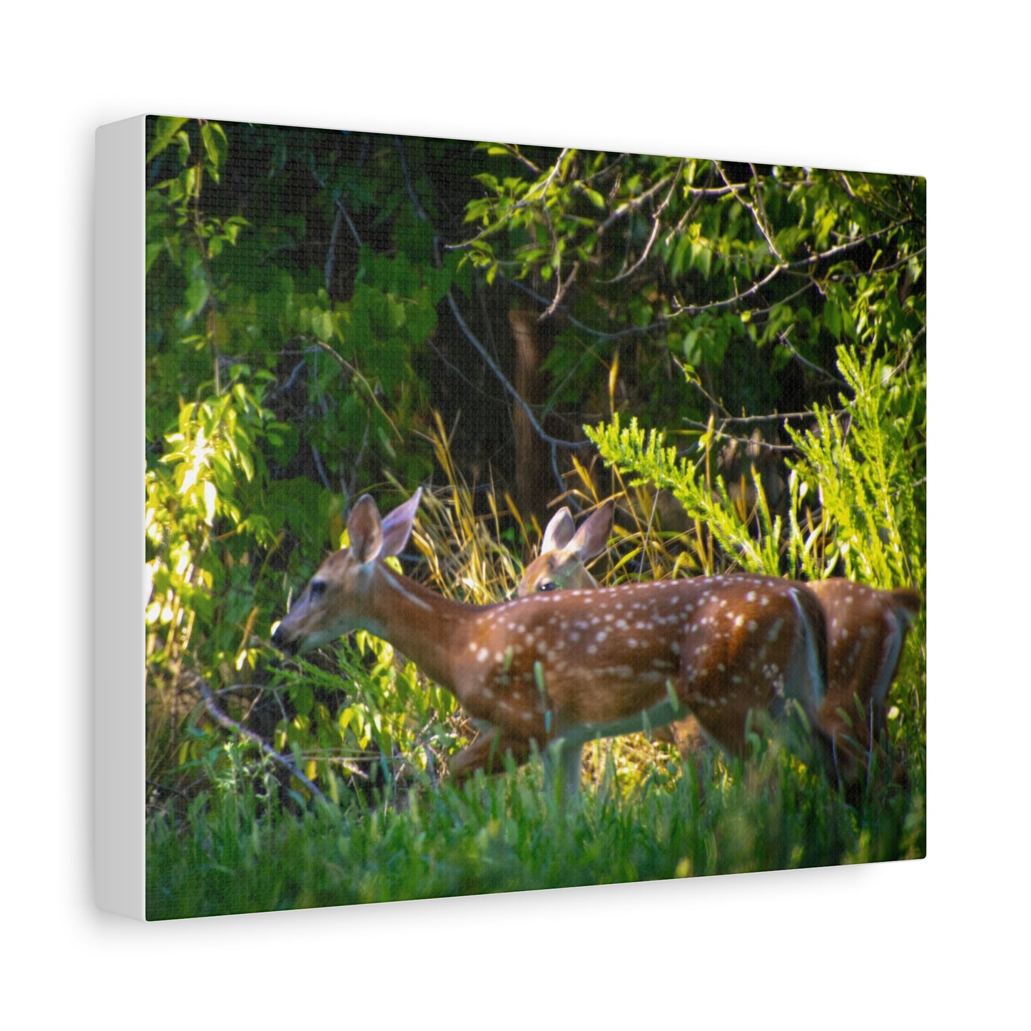 Tranquil Deer Canvas Art: Embracing Nature's Beauty