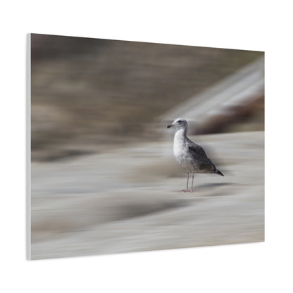 Seagull Time  Matte Canvas Art