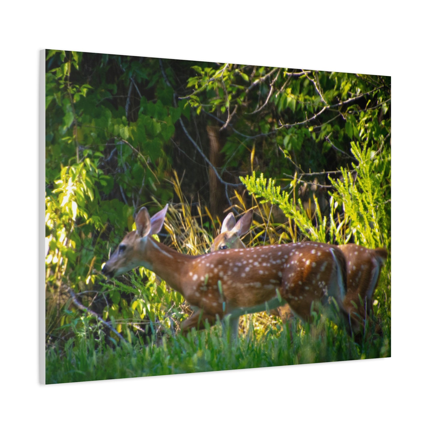 Tranquil Deer Canvas Art: Embracing Nature's Beauty