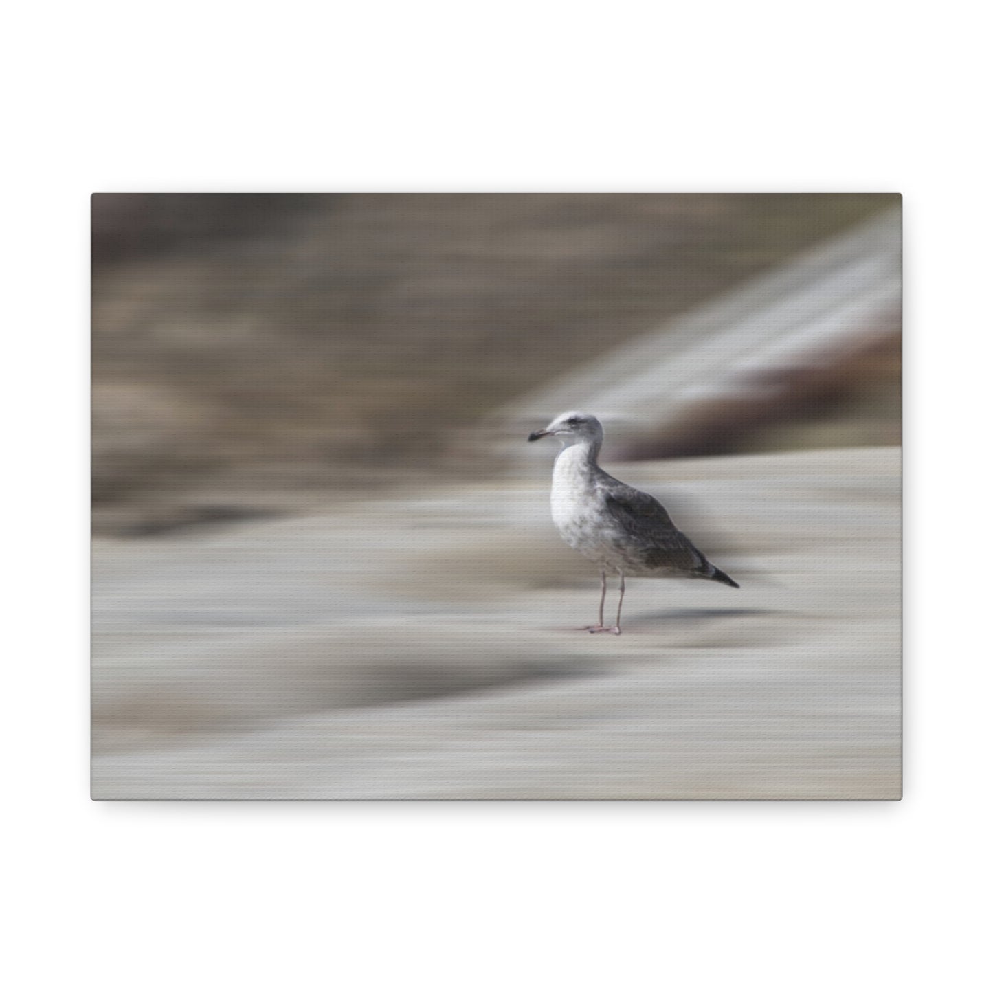 Seagull Time  Matte Canvas Art