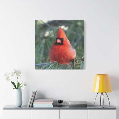 Crimson Perch on  Premium Matte Canvas