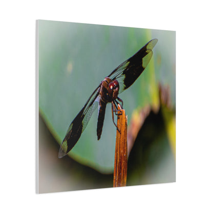 Dragonfly Canvas Art: Nature's Delicate Beauty