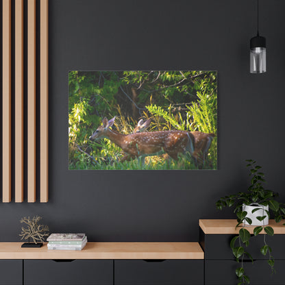 Tranquil Deer Canvas Art: Embracing Nature's Beauty