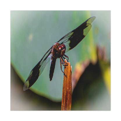 Dragonfly Canvas Art: Nature's Delicate Beauty