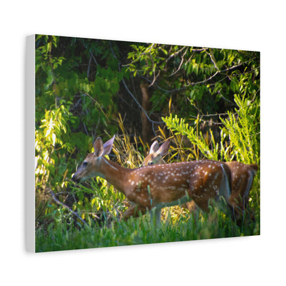 Tranquil Deer Canvas Art: Embracing Nature's Beauty