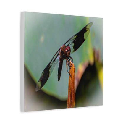 Dragonfly Canvas Art: Nature's Delicate Beauty