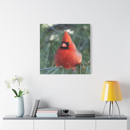 Crimson Perch on  Premium Matte Canvas