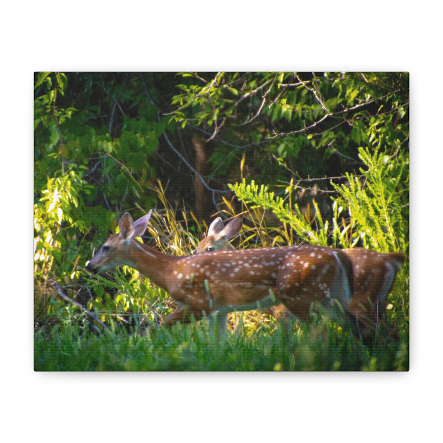 Tranquil Deer Canvas Art: Embracing Nature's Beauty