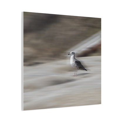 Seagull Time  Matte Canvas Art