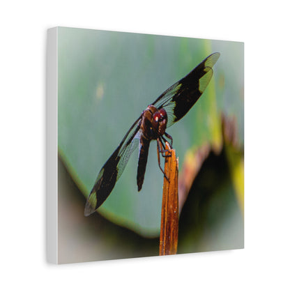 Dragonfly Canvas Art: Nature's Delicate Beauty