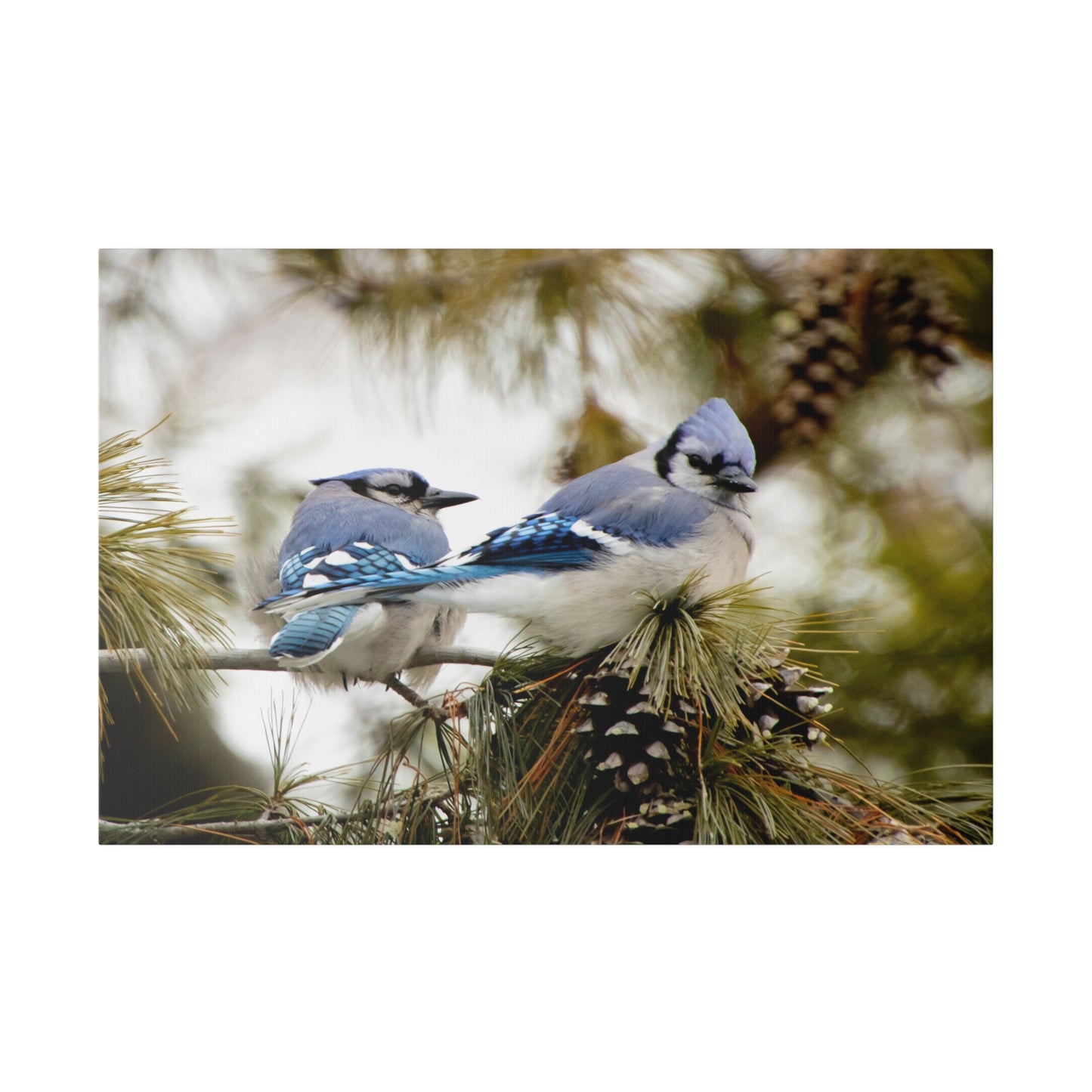 Loyal Companions: Blue Jay Couple on Canvas various sizes