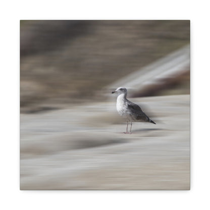 Seagull Time  Matte Canvas Art