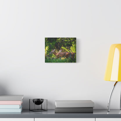 Tranquil Deer Canvas Art: Embracing Nature's Beauty