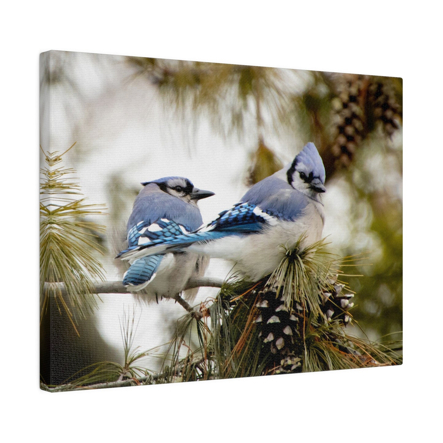 Loyal Companions: Blue Jay Couple on Canvas various sizes