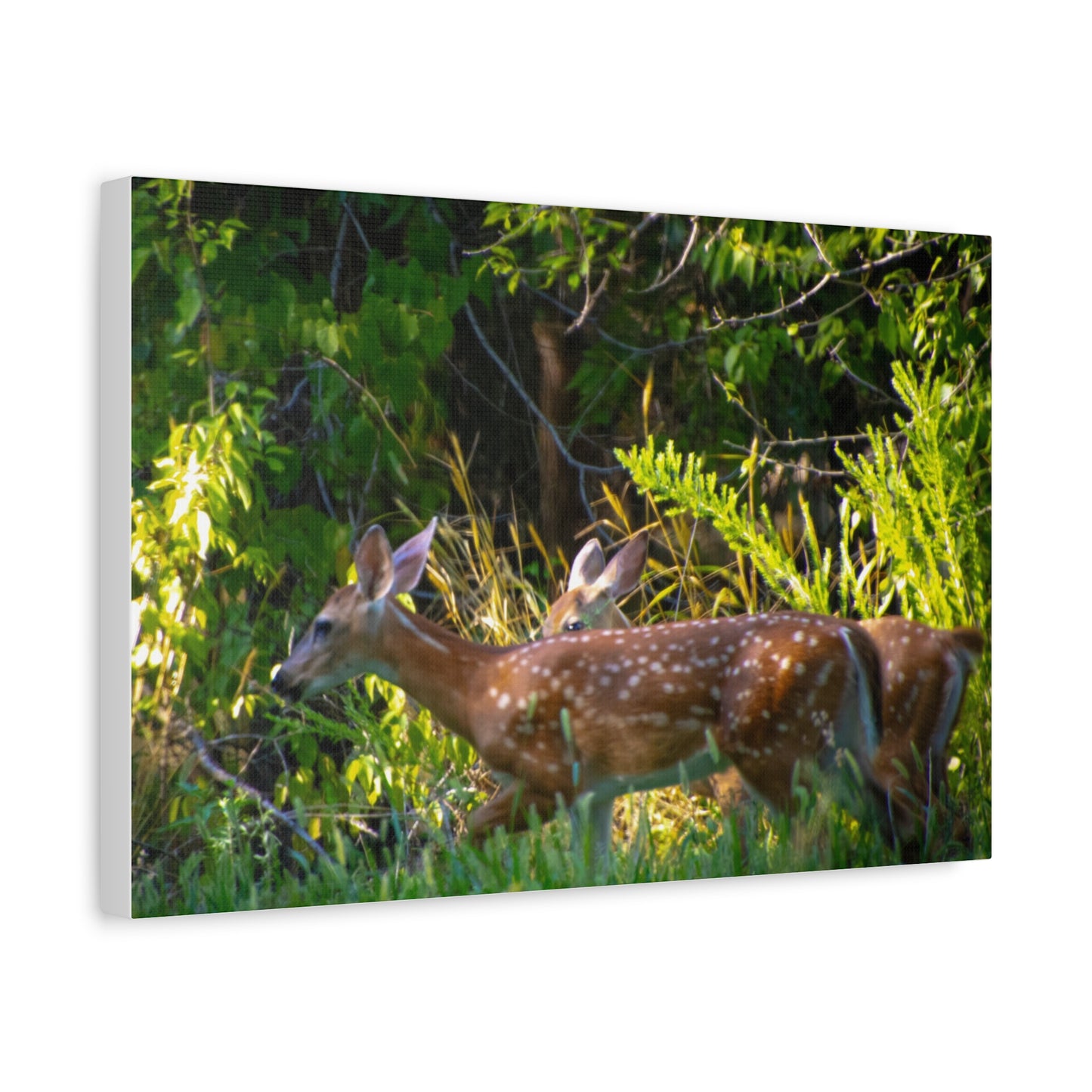 Tranquil Deer Canvas Art: Embracing Nature's Beauty