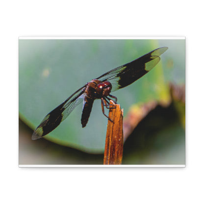 Dragonfly Canvas Art: Nature's Delicate Beauty