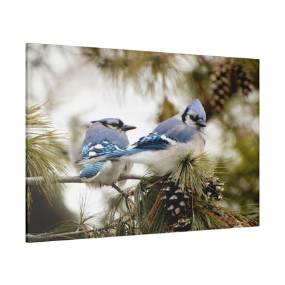 Loyal Companions: Blue Jay Couple on Canvas various sizes