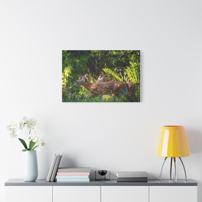 Tranquil Deer Canvas Art: Embracing Nature's Beauty