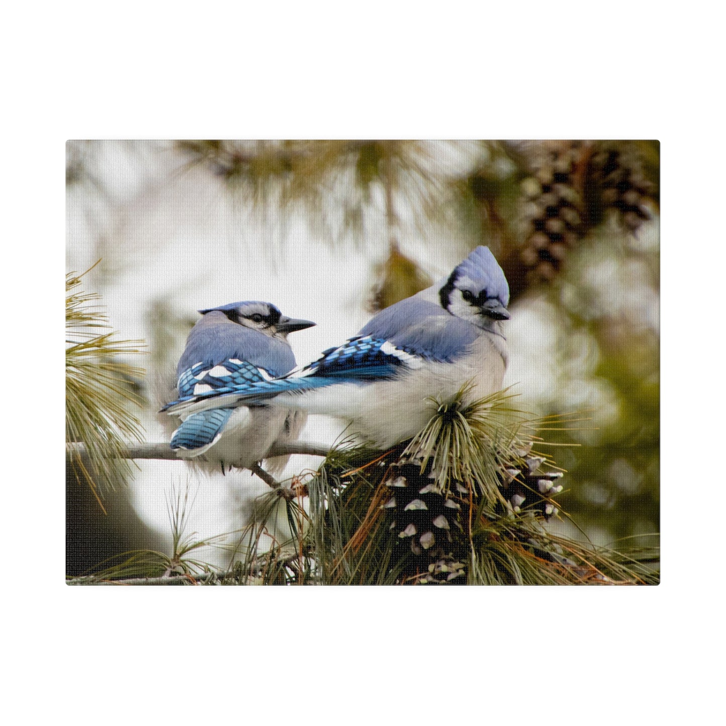 Loyal Companions: Blue Jay Couple on Canvas various sizes