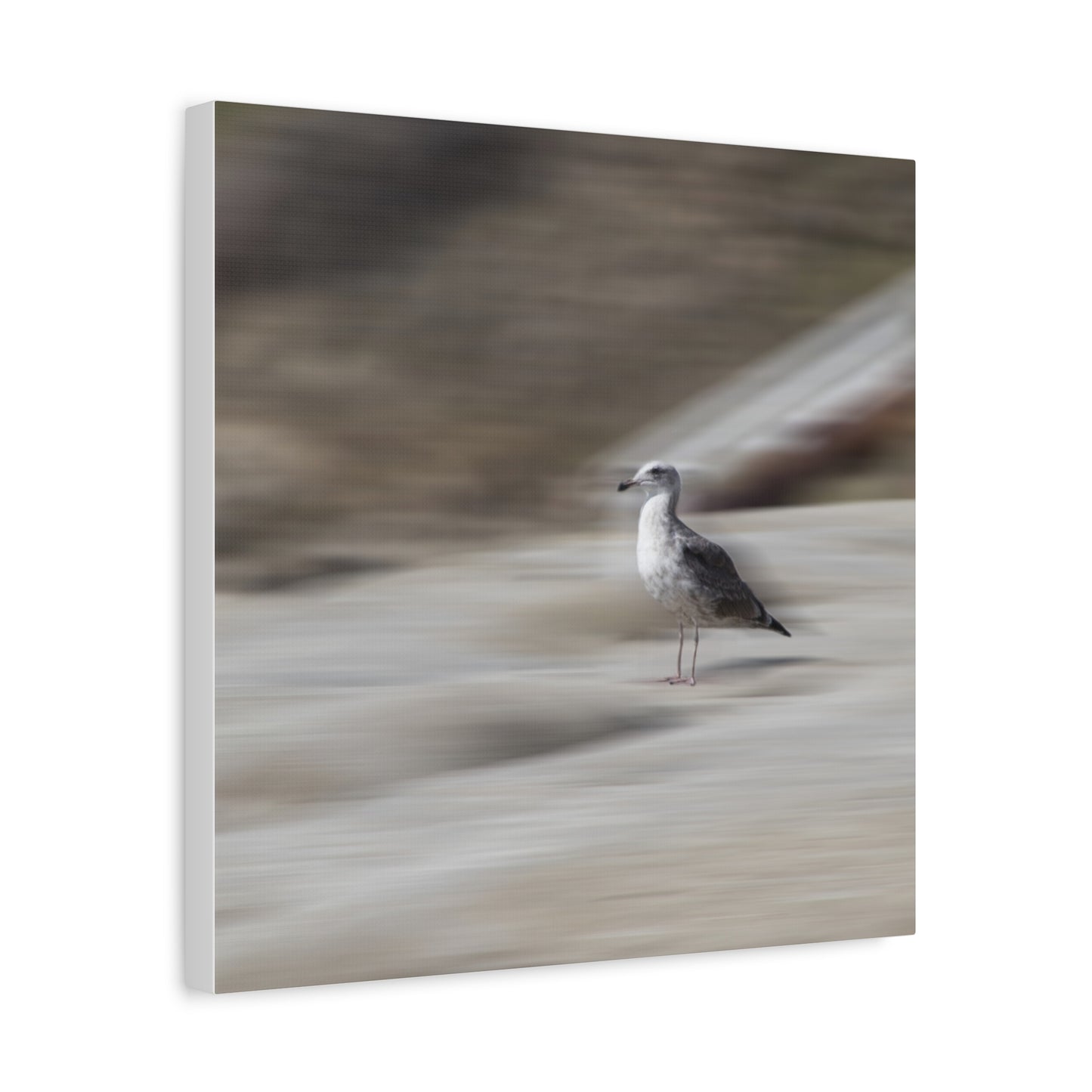 Seagull Time  Matte Canvas Art