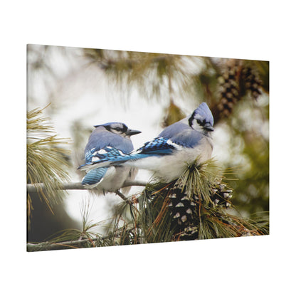 Loyal Companions: Blue Jay Couple on Canvas various sizes