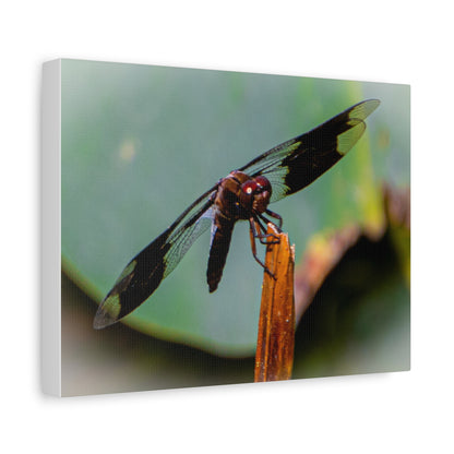 Dragonfly Canvas Art: Nature's Delicate Beauty