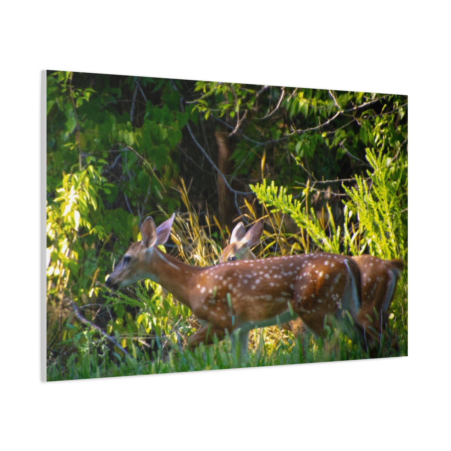 Tranquil Deer Canvas Art: Embracing Nature's Beauty