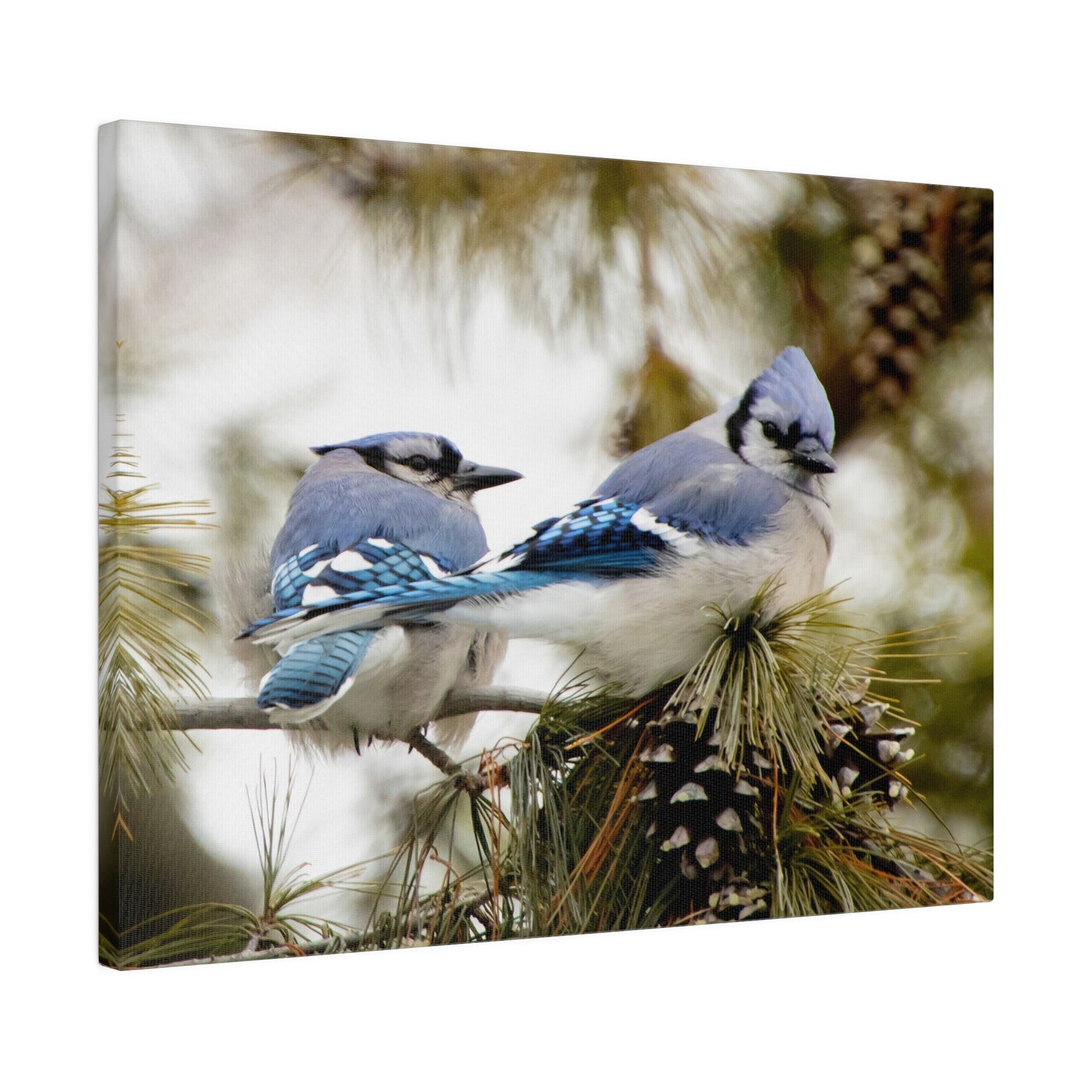 Loyal Companions: Blue Jay Couple on Canvas various sizes