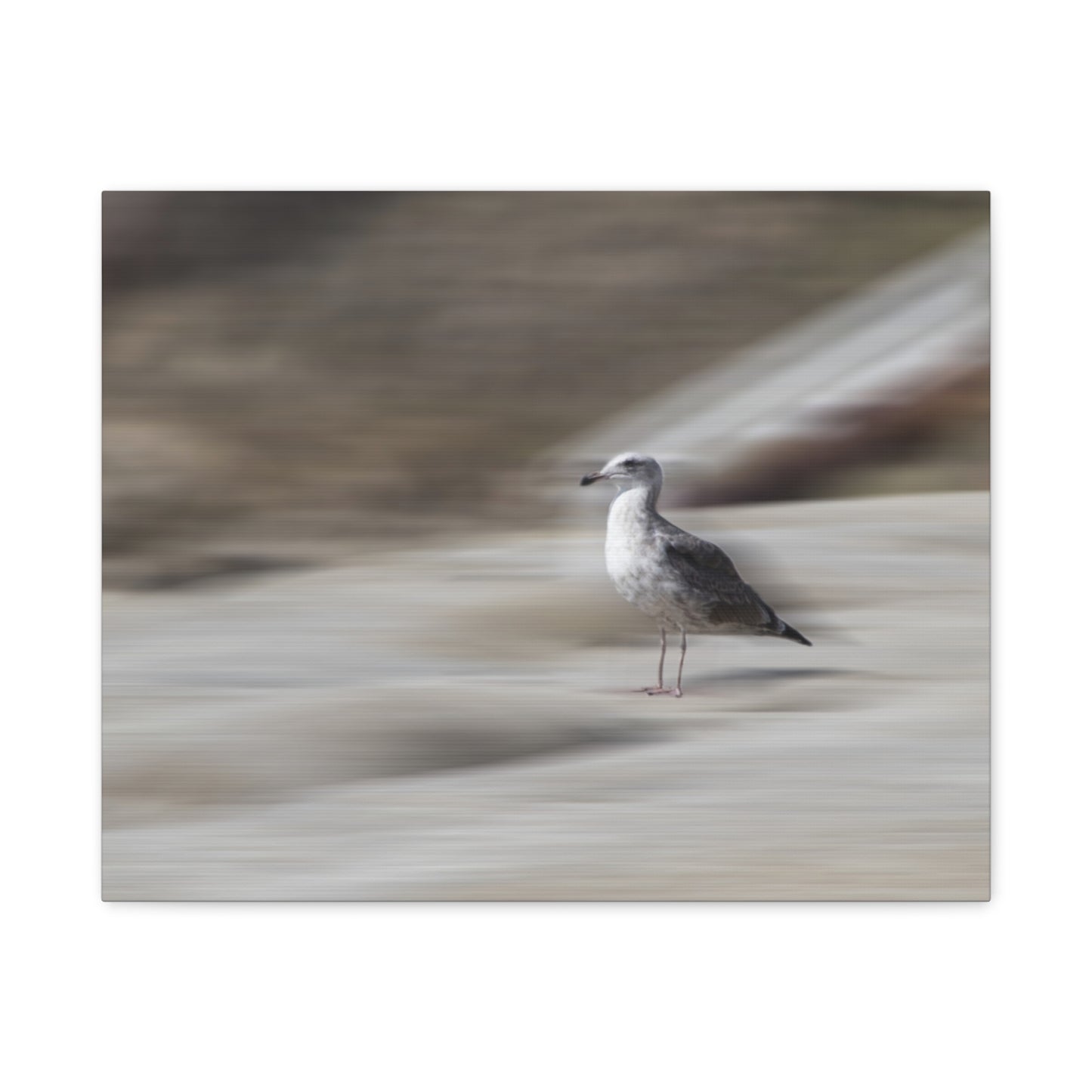 Seagull Time  Matte Canvas Art