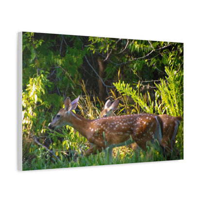 Tranquil Deer Canvas Art: Embracing Nature's Beauty