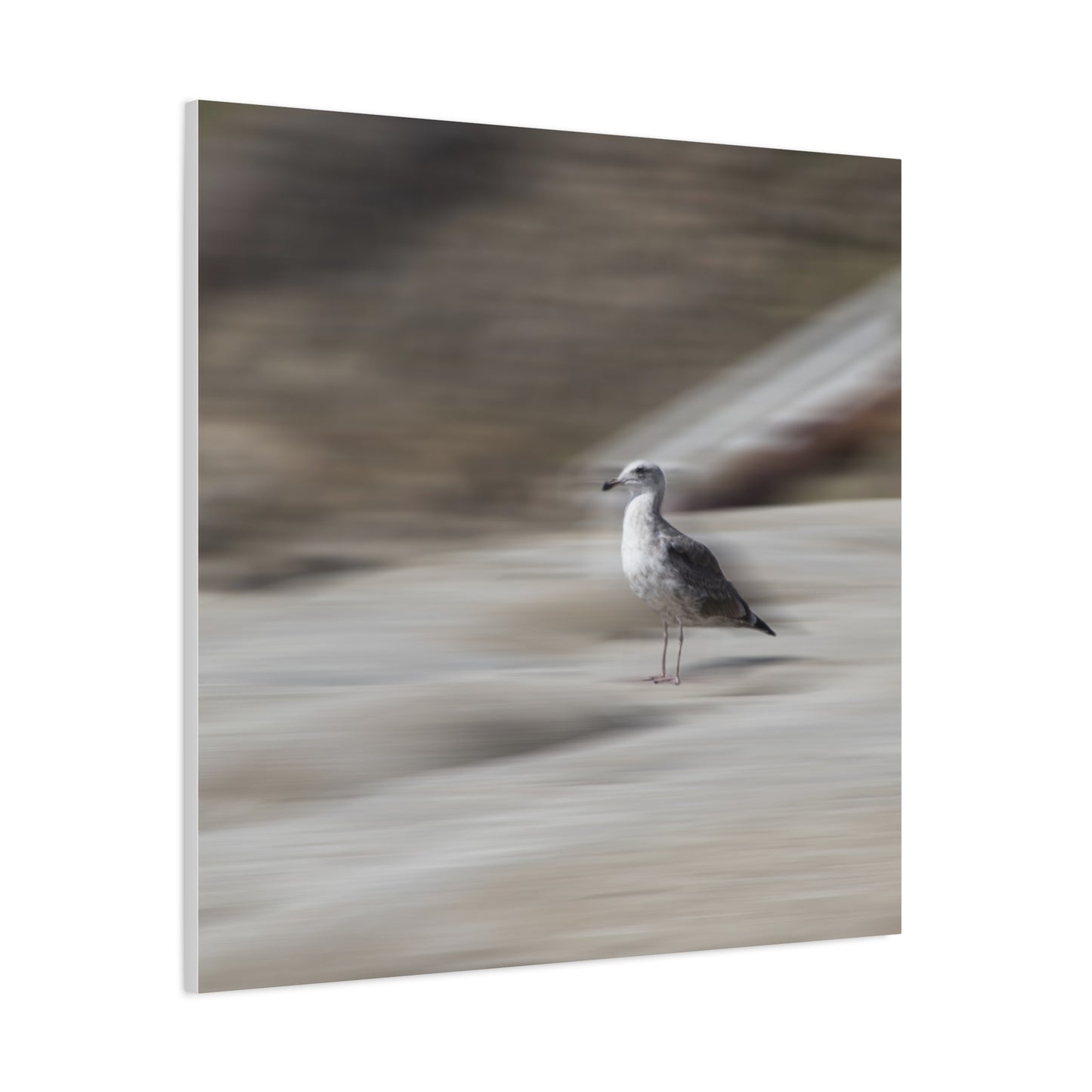 Seagull Time  Matte Canvas Art