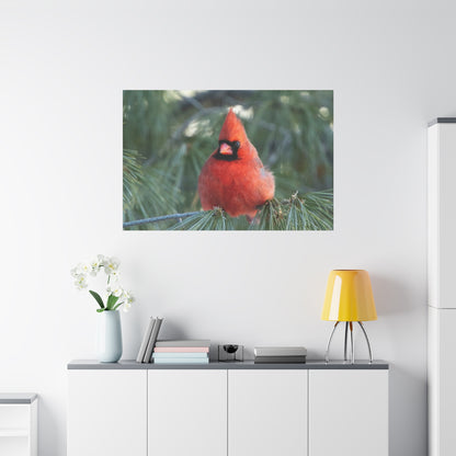 Crimson Perch on  Premium Matte Canvas