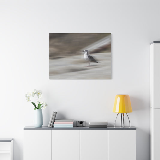 Seagull Time  Matte Canvas Art