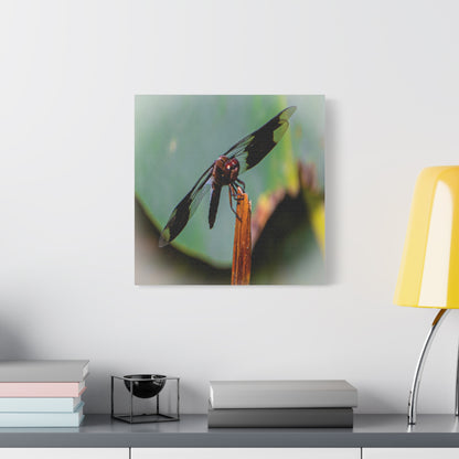 Dragonfly Canvas Art: Nature's Delicate Beauty