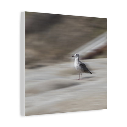 Seagull Time  Matte Canvas Art