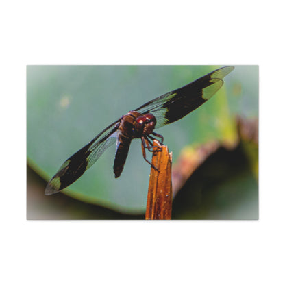 Dragonfly Canvas Art: Nature's Delicate Beauty