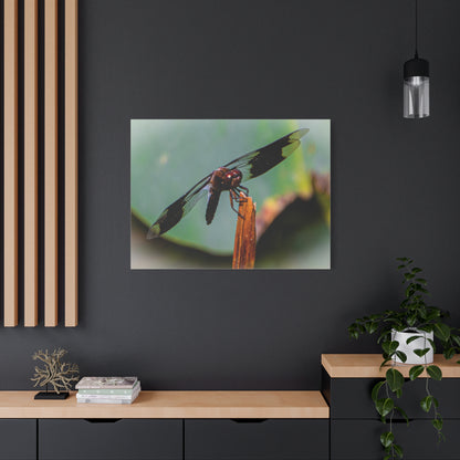 Dragonfly Canvas Art: Nature's Delicate Beauty