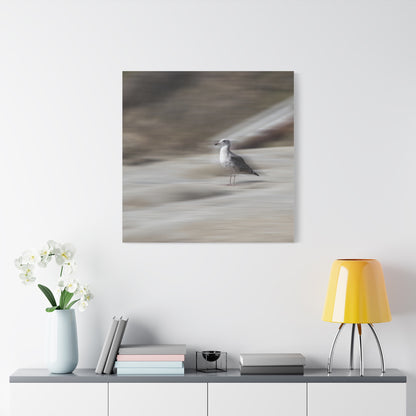 Seagull Time  Matte Canvas Art