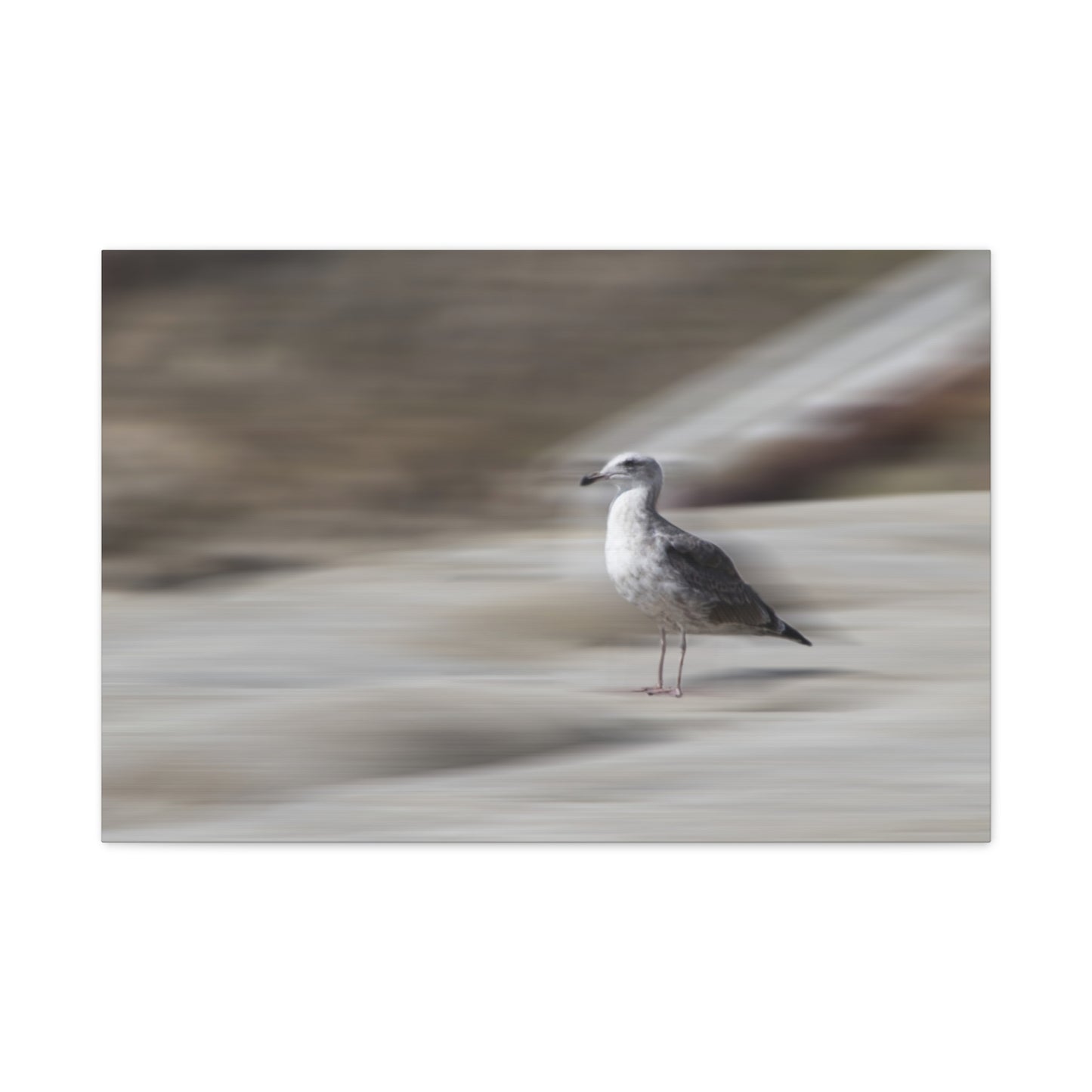 Seagull Time  Matte Canvas Art