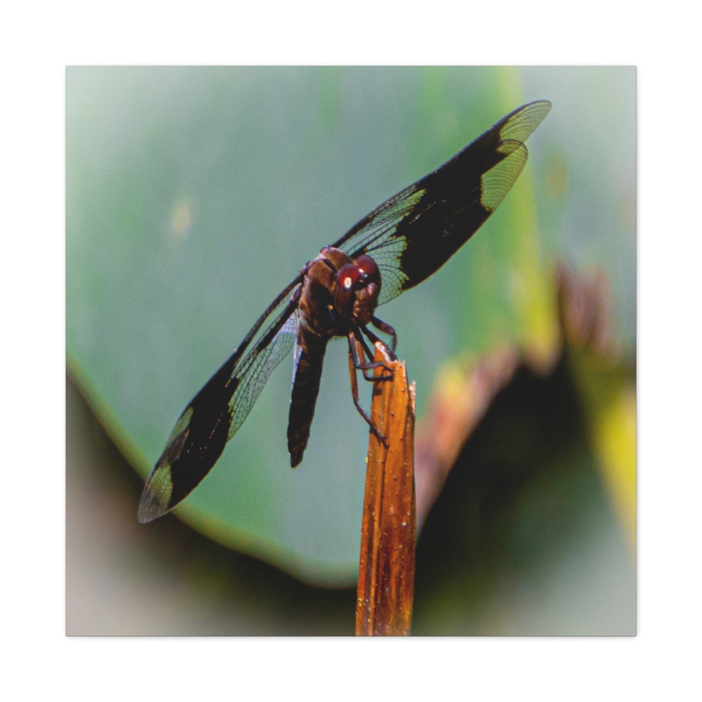 Dragonfly Canvas Art: Nature's Delicate Beauty