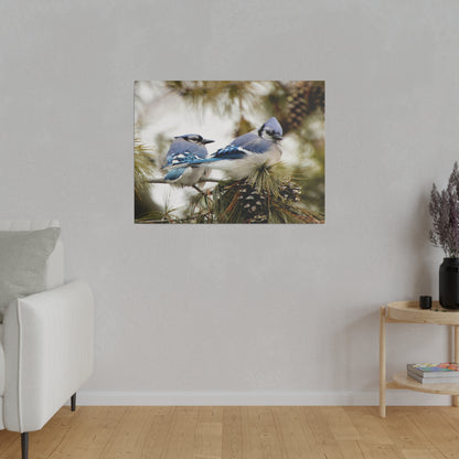 Loyal Companions: Blue Jay Couple on Canvas various sizes