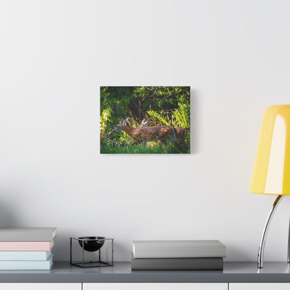 Tranquil Deer Canvas Art: Embracing Nature's Beauty