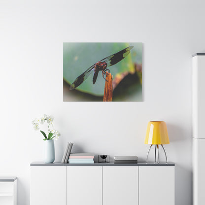 Dragonfly Canvas Art: Nature's Delicate Beauty