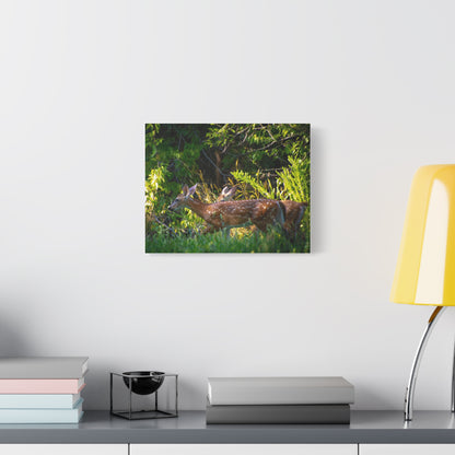 Tranquil Deer Canvas Art: Embracing Nature's Beauty