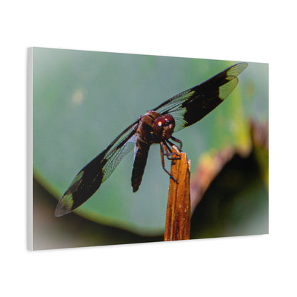 Dragonfly Canvas Art: Nature's Delicate Beauty