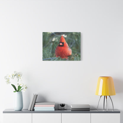 Crimson Perch on  Premium Matte Canvas